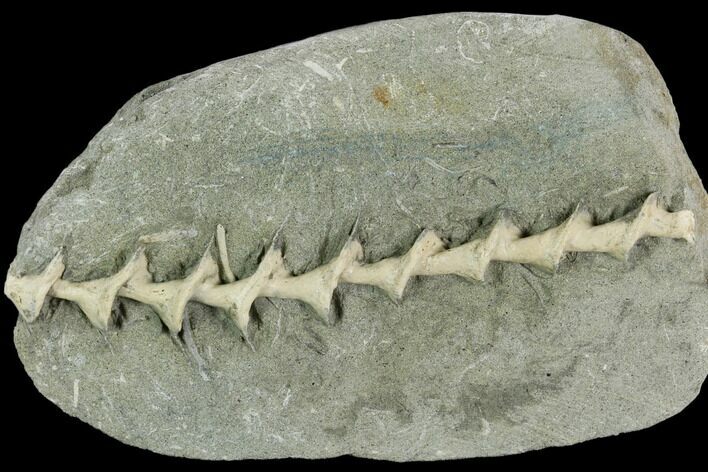 Archimedes Screw Bryozoan Fossil - Illinois #129639